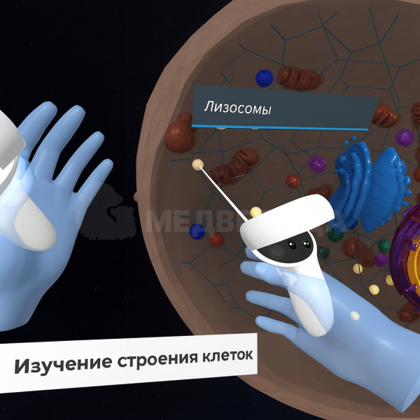 Виртуальный учебный комплекс «Наглядная биология PL-BiologyVR» Базовая, К1